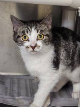 Rescue Domestic Short Hair Cats for Adoption in Westland, Michigan - Sprite | PetCurious