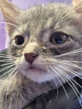 Rescue Domestic Short Hair Cats for Adoption in El Paso, Texas - 59842000 | PetCurious