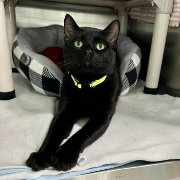 Pablo -  Domestic Short Hair Cat for Adoption in Jamestown, North Dakota - Pablo | PetCurious
