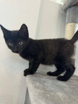 Okra -  Domestic Medium Hair Cat for Adoption in Tucson, Arizona - Okra | PetCurious