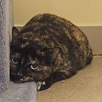 Rebecca -  Domestic Short Hair Cat for Adoption in Burlington, Ontario - Rebecca | PetCurious