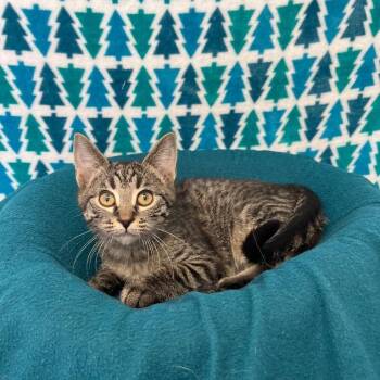 Domestic Medium Hair Cats Available for Adoption - Lucas | PetCurious