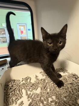 CERSI -  Domestic Short Hair Cat for Adoption in San Jose, California - CERSI | PetCurious