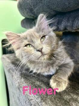 Flower -  Domestic Medium Hair Cat for Adoption in West Union, Ohio - Flower | PetCurious