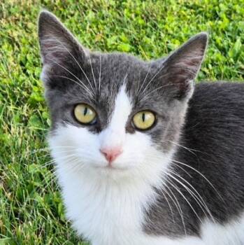 Willy -  Domestic Medium Hair Cat for Adoption in Lauderdale, Minnesota - Willy | PetCurious
