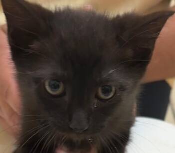 Domestic Short Hair Cats Available for Adoption in Elizabethton, Tennessee - Rider | PetCurious