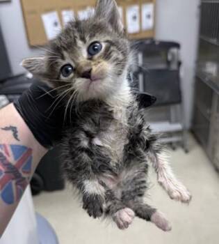 RONALDO -  Domestic Short Hair Cat Available for Adoption in Killeen, Texas - RONALDO | PetCurious