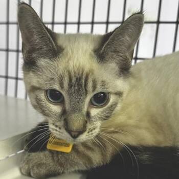 Donovan - Handsome & Affectionate -  Siamese Cat for Adoption in Hoquiam, Washington - Donovan - Handsome & Affectionate | PetCurious