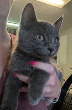 River -  Domestic Short Hair Cat for Adoption in Brockport, New York - River | PetCurious