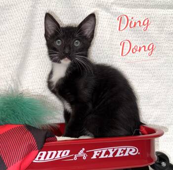 Ding Dong #snack-cake-trio -  Tuxedo and Domestic Short Hair Cat for Adoption in Houston, Texas - Ding Dong #snack-cake-trio | PetCurious