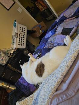 Buttons -  Domestic Short Hair Cat for Adoption in Mount Pleasant, Texas - Buttons | PetCurious