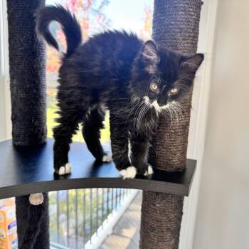 Run! -  Domestic Medium Hair Cat for Adoption in Fredericksburg, Virginia - Run! | PetCurious
