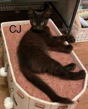 Domestic Short Hair Cats Available for Adoption - C.J. | PetCurious