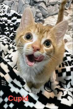 Domestic Short Hair Cats Available for Adoption in Kenosha, Wisconsin - Cupid | PetCurious