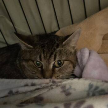 Domestic Short Hair Cats Available for Adoption - Noodle | PetCurious