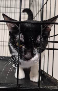 Lilliana -  Domestic Short Hair Cat for Adoption in Thompson Falls, Montana - Lilliana | PetCurious