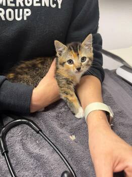 Rescue American Shorthair Cats for Adoption in Waltham, Massachusetts - Les Misérables Kittens + Momma Fantine | PetCurious
