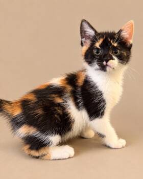 Danielle -  Domestic Short Hair Cat for Adoption in Trenton, New Jersey - Danielle | PetCurious
