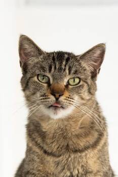 Tabby Cats Available for Adoption - MOLLIE | PetCurious