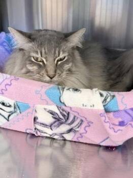 Domestic Medium Hair and Domestic Short Hair Cats Available for Adoption in Venice, Florida - Saturday | PetCurious