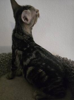 Bender -  Domestic Short Hair Cat for Adoption in St. Cloud, Florida - Bender | PetCurious