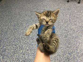 Domestic Short Hair Cats Available for Adoption in Thousand Palms, California - A1910981 | PetCurious