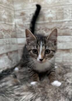 Tinkerbell -  Domestic Short Hair Cat Available for Adoption in Lexington, Kentucky - Tinkerbell | PetCurious