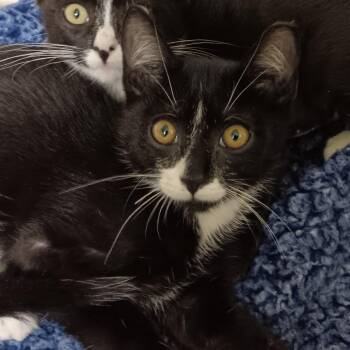 Jaggar -  Domestic Short Hair Cat for Adoption in Melrose, Florida - Jaggar | PetCurious