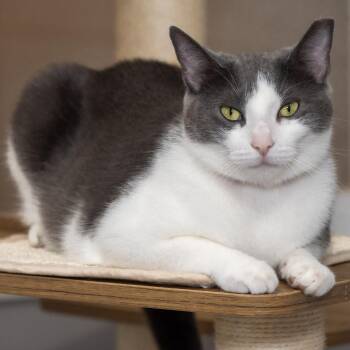 Sunshine -  Domestic Short Hair Cat for Adoption in Victor, New York - Sunshine | PetCurious