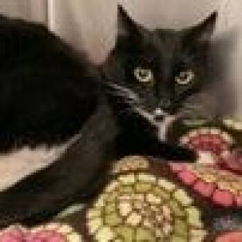 Missy -  Domestic Short Hair Cat for Adoption in Redmond, Oregon - Missy | PetCurious