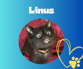 Domestic Short Hair Cats Available for Adoption in Chesapeake Beach, Maryland - Linus | PetCurious