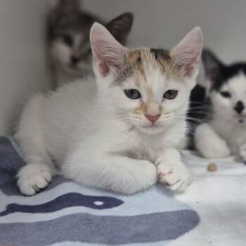 Trini -  Domestic Short Hair Cat for Adoption in Newark, New Jersey - Trini | PetCurious