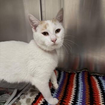 Luna -  Domestic Short Hair Cat for Adoption in Brentwood, Missouri - Luna | PetCurious