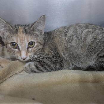 Tinker -  Domestic Short Hair Cat for Adoption in Marble, North Carolina - Tinker | PetCurious