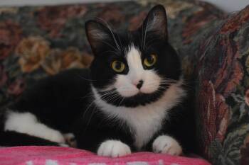 Hina -  Domestic Short Hair Cat for Adoption in Montreal, Quebec - Hina | PetCurious