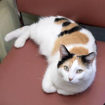 Domestic Short Hair Cats Available for Adoption - Moira Rose | PetCurious