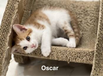 Oscar 3.22.26 -  Domestic Short Hair Cat for Adoption in Apopka, Florida - Oscar 3.22.26 | PetCurious