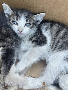 Rescue Domestic Short Hair Cats for Adoption in Ontario, California - NEEDS A FOSTER | PetCurious