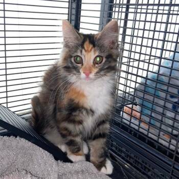 Rescue Domestic Medium Hair Cats for Adoption in Springfield, Ohio - Cheddar | PetCurious