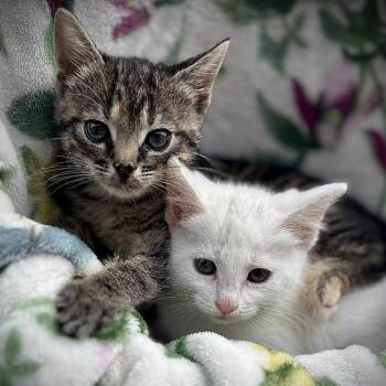 Domestic Short Hair Cats Available for Adoption in Lutz, Florida - Andrea | PetCurious