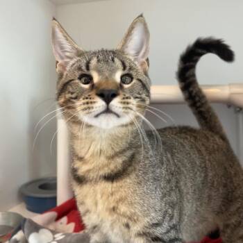 Moonshine -  Domestic Short Hair Cat for Adoption in Warwick, Rhode Island - Moonshine | PetCurious