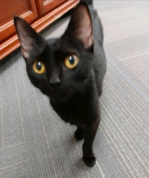 Rescue Domestic Short Hair Cats for Adoption in Rochester, New York - Posey | PetCurious