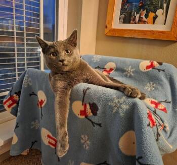 Domestic Short Hair Cats Available for Adoption - Dawn | PetCurious