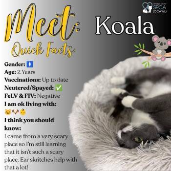 Koala -  Domestic Short Hair Cat for Adoption in Fulton, New York - Koala | PetCurious