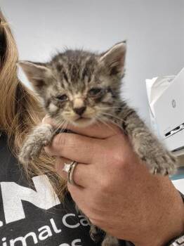 ROWDY -  Domestic Short Hair Cat for Adoption in Albuquerque, New Mexico - ROWDY | PetCurious