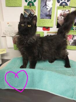 Domestic Medium Hair Cats Available for Adoption - Kiara | PetCurious