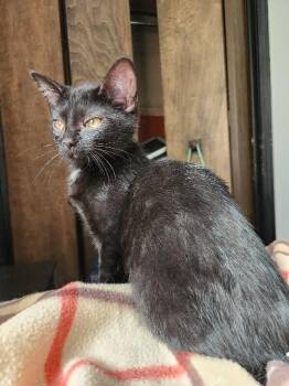 Triangle -  Domestic Short Hair Cat for Adoption in Grand Rapids, Michigan - Triangle | PetCurious