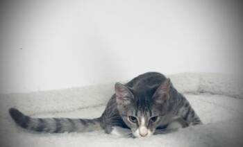 Dove -  Domestic Short Hair Cat for Adoption in Jackson, Georgia - Dove | PetCurious