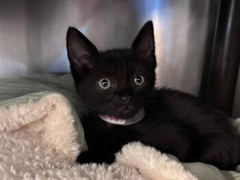 Domestic Short Hair Cats Available for Adoption in Houston, Texas - PORKY | PetCurious