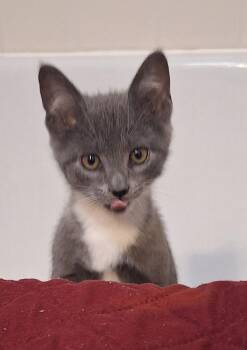 Bill -  Domestic Short Hair Cat for Adoption in Greensboro, North Carolina - Bill | PetCurious